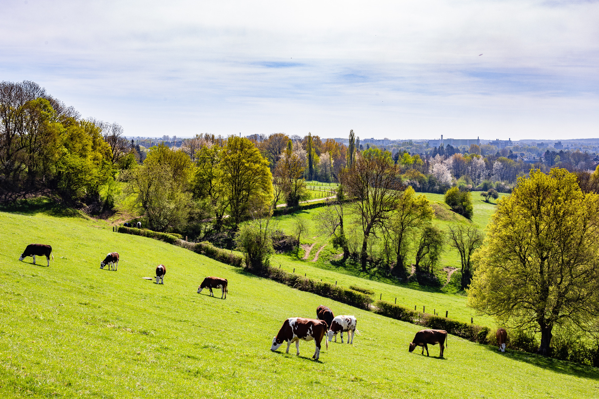 Milchkühe aus ökologischer Haltung auf einer grünen Weide